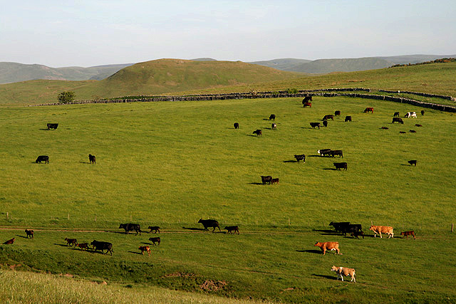 File:Cattle at Shibden Hill - geograph.org.uk - 1936237.jpg