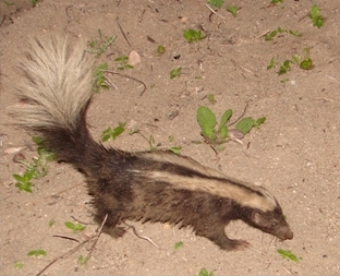 File:Conepatus semistriatus.jpg