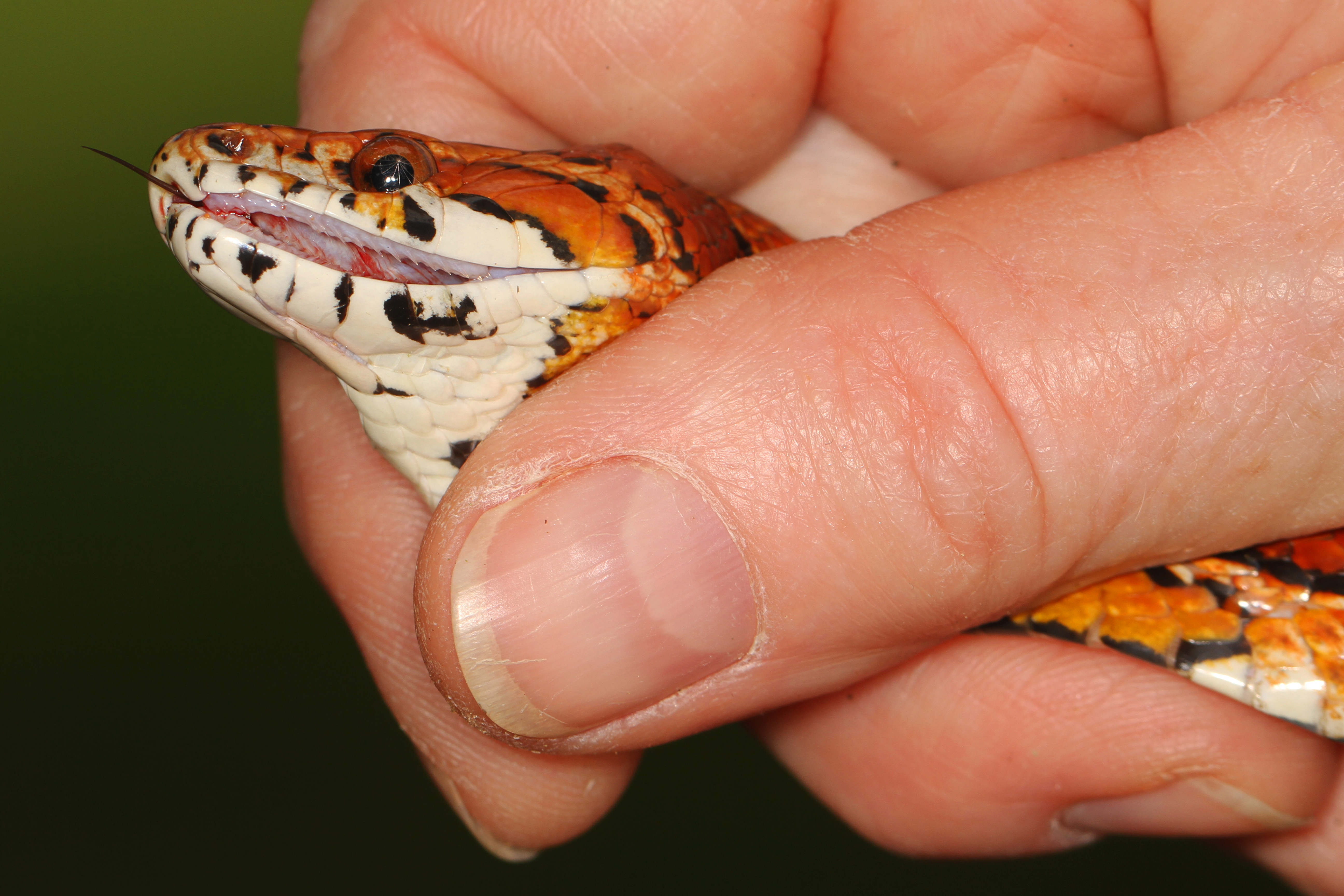 corn snake teeth size