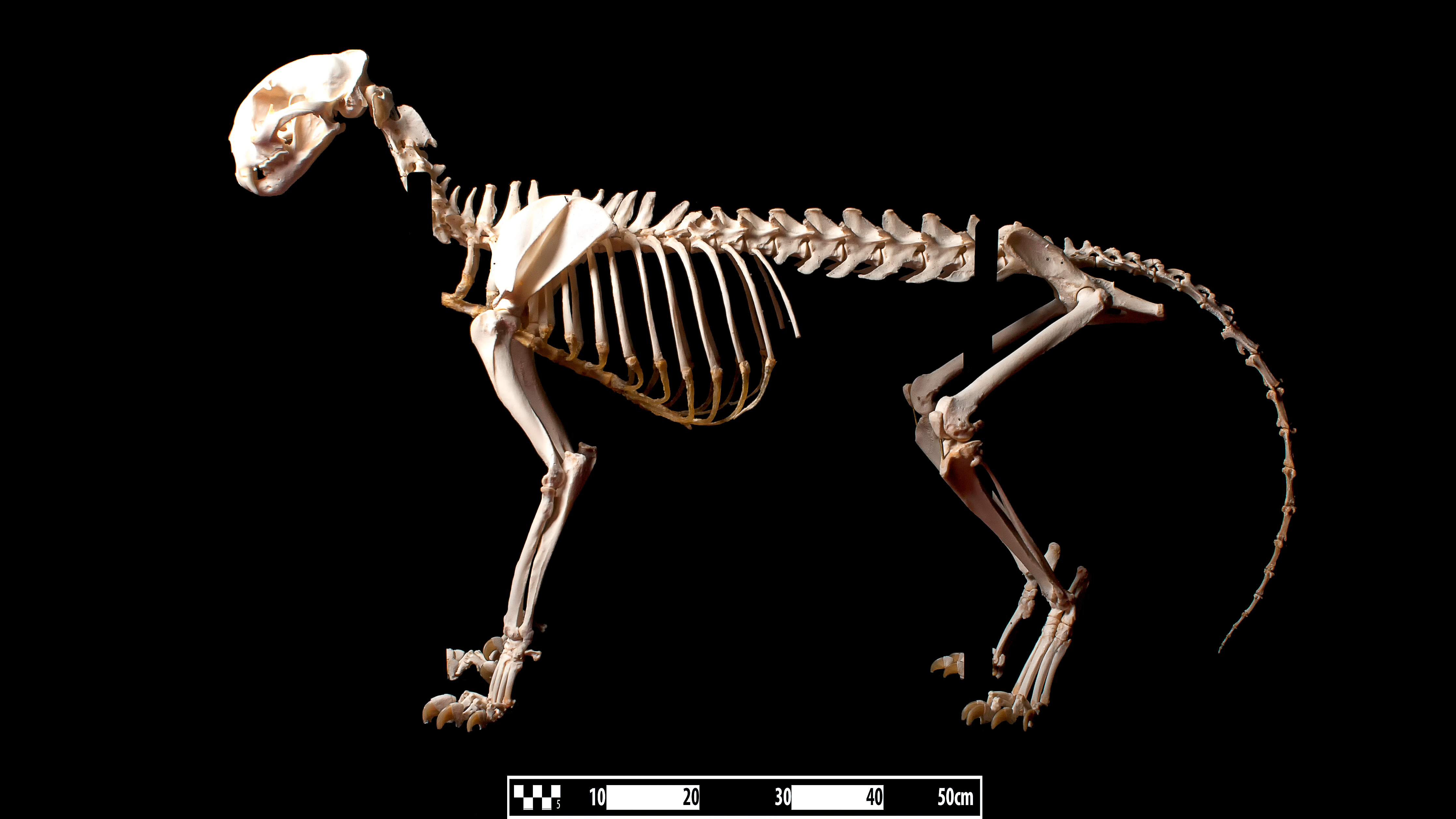 american cheetah skeleton