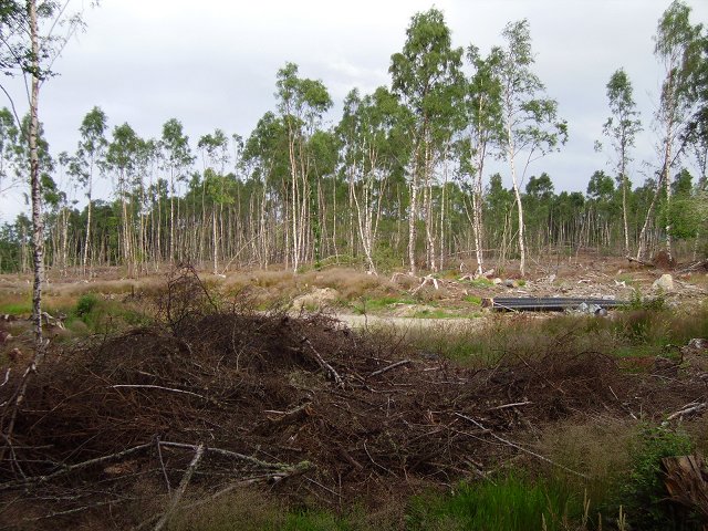 File:Coul Wood - geograph.org.uk - 207815.jpg