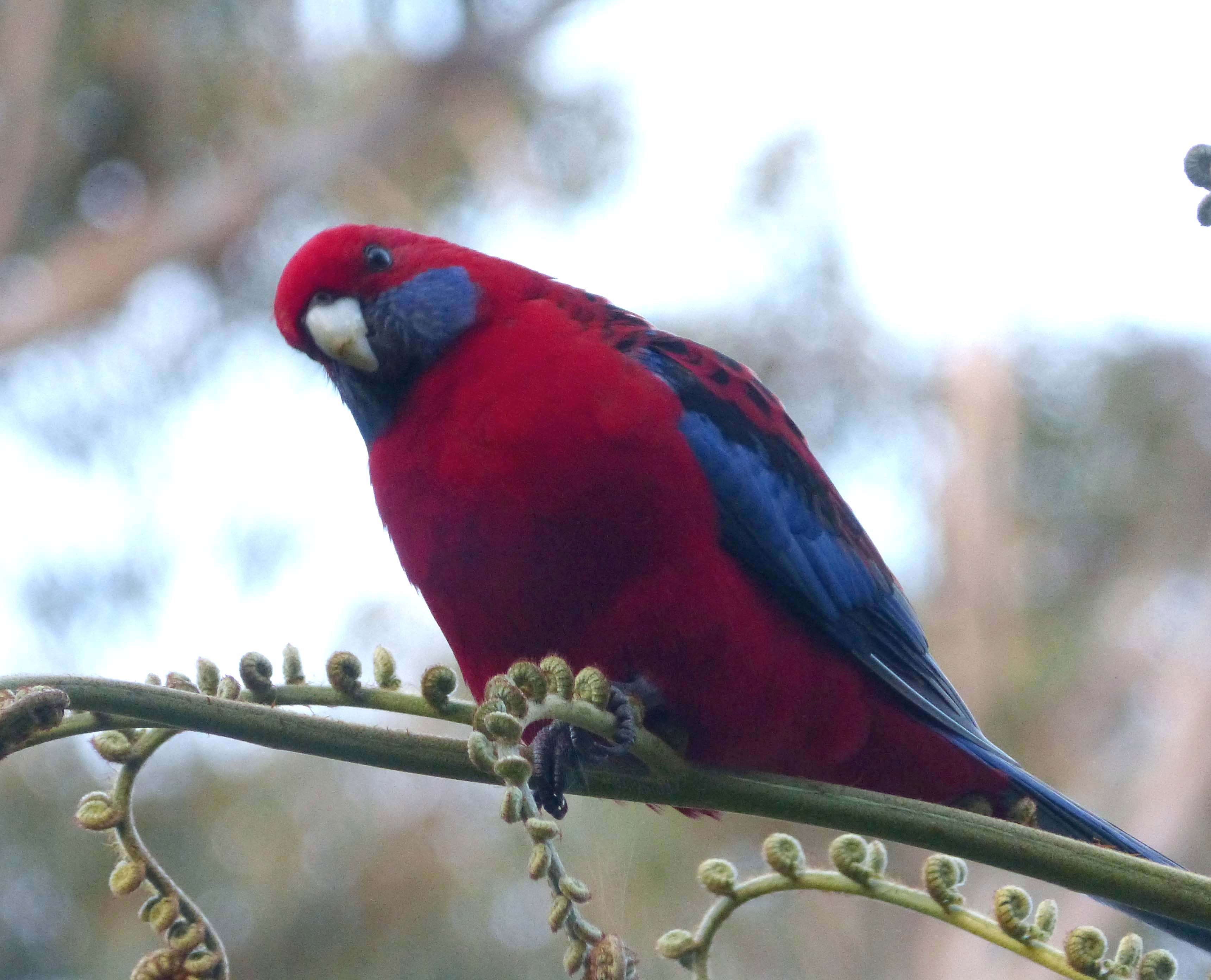 Rosella extreme. Розелла Ярдини. Розелла (растение). Platycercus venustus. Клюв попугая Розелла.