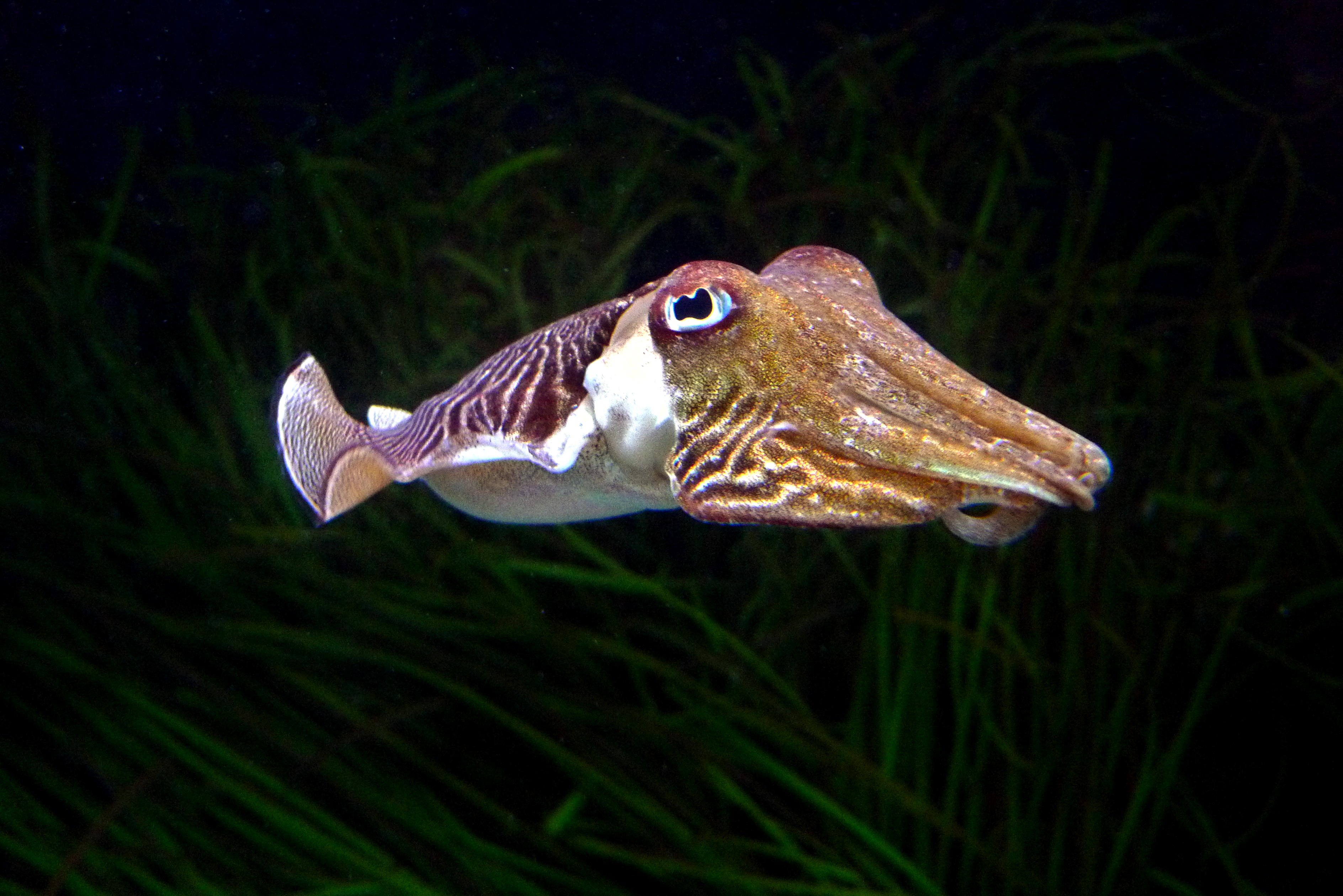 https://upload.wikimedia.org/wikipedia/commons/a/a5/Cuttlefish_@_Ocean%C3%A1rio_de_Lisboa.jpg