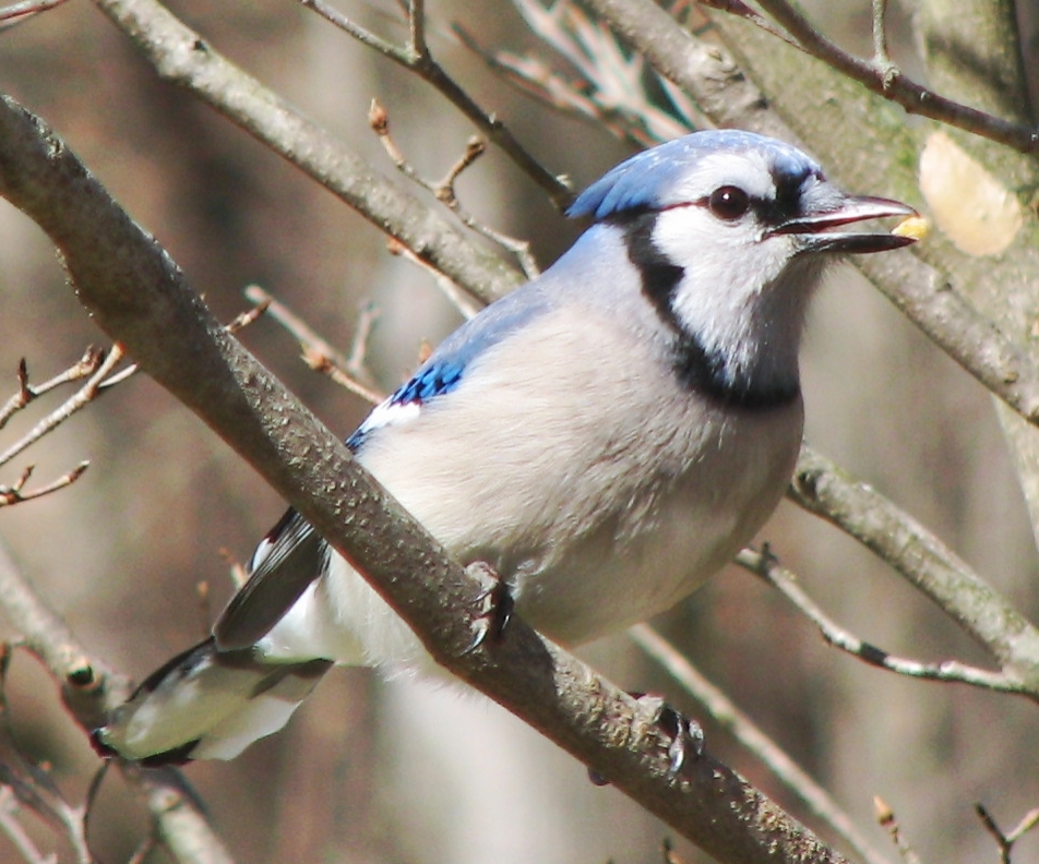 Blue Jay (Southeastern) (Cyanocitta cristata semplei) - North American  Birds - Birds of North America