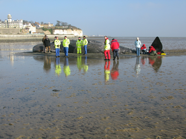 File:Dead whale on the mudflats at Pegwell Bay (geograph 2292237).jpg