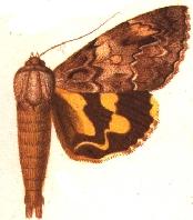 Catocala butleri