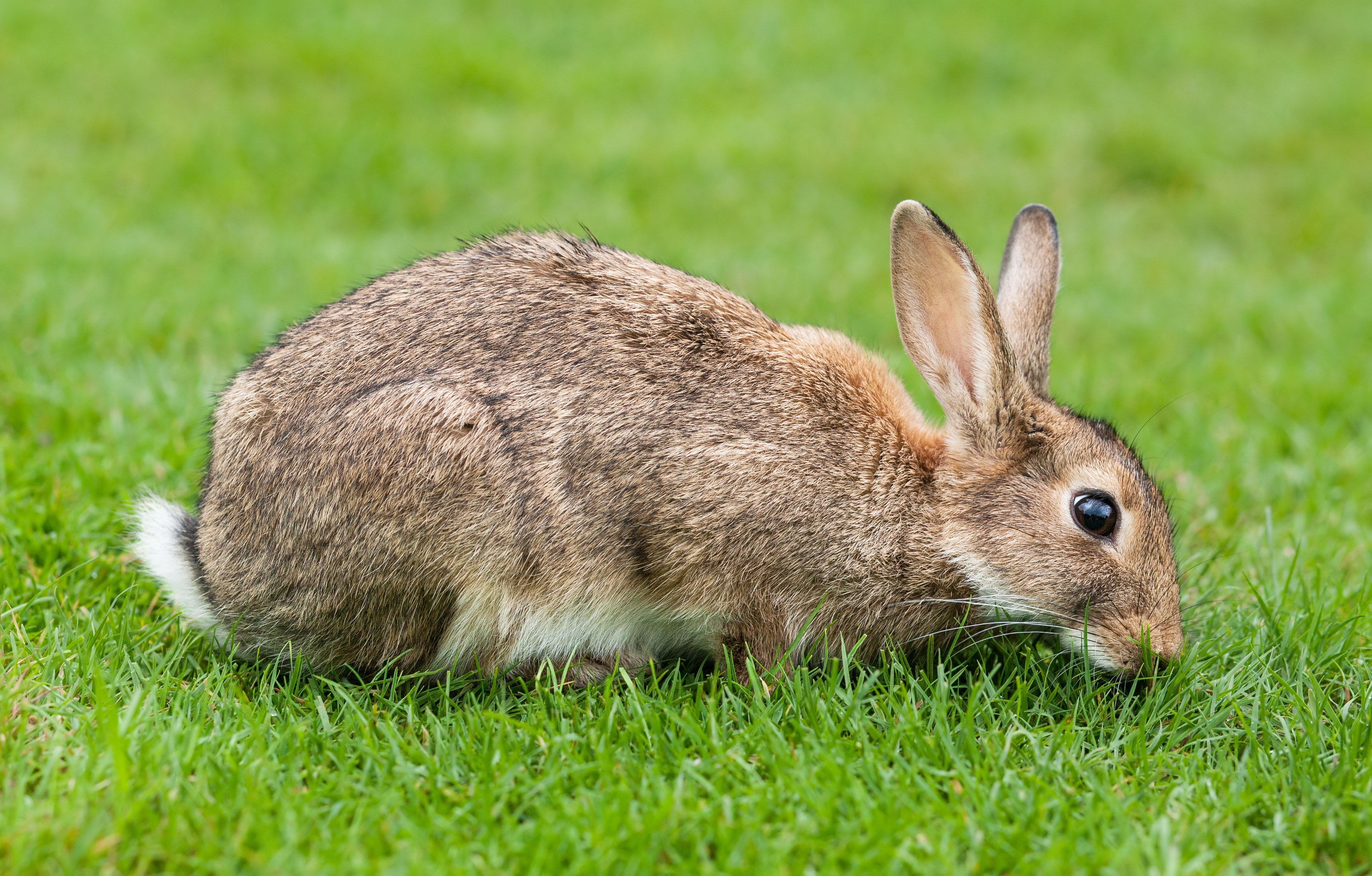 My Friend Rabbit - Wikipedia