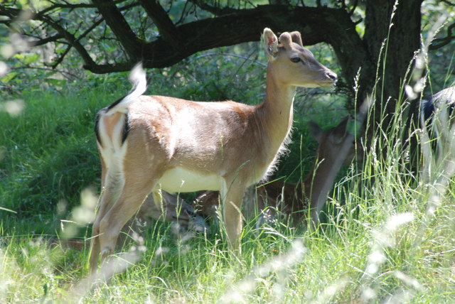 File:Fallow Deer Stag. - geograph.org.uk - 2433902.jpg