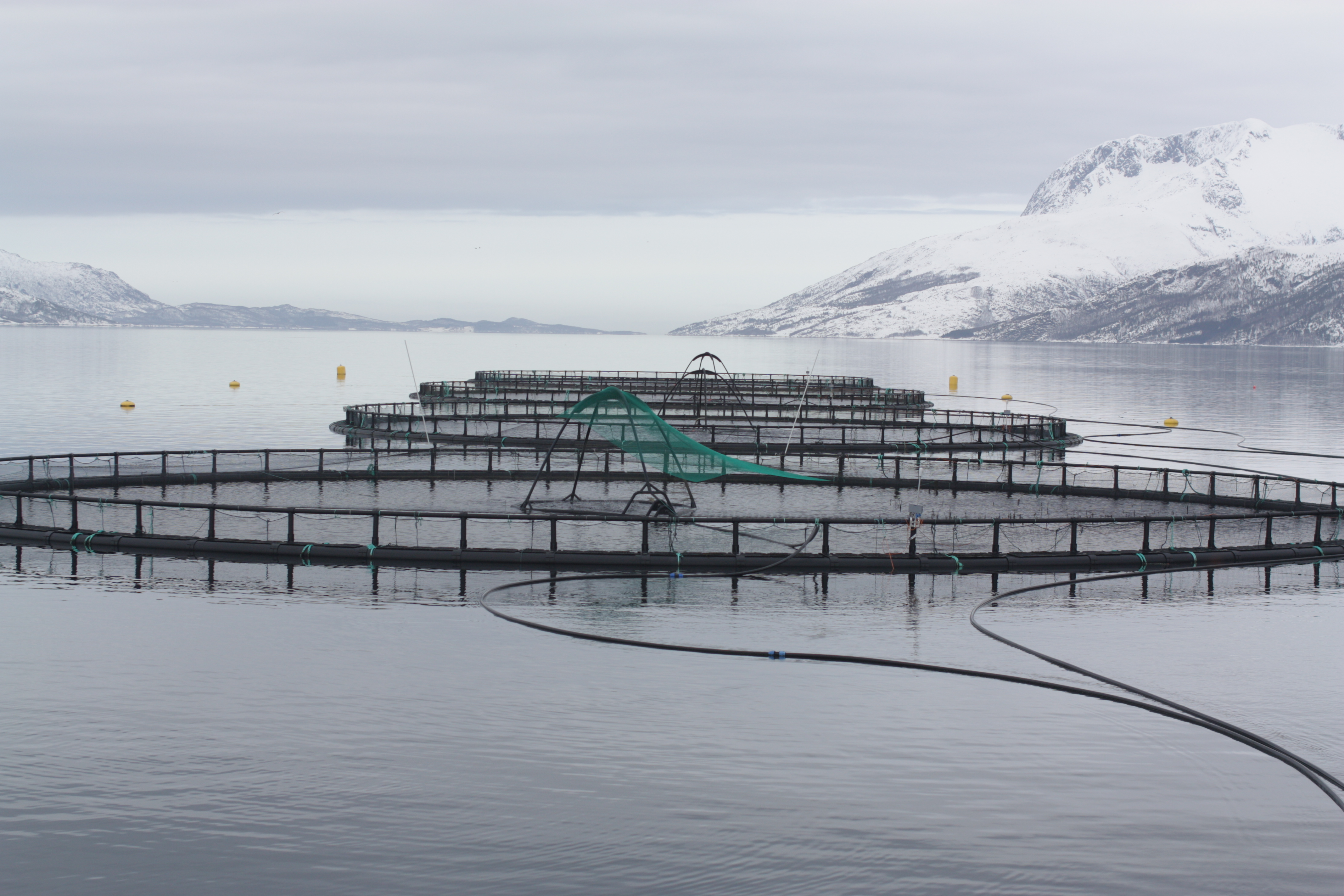 Wave and Current Effects on Floating Fish Farms