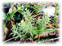 <i>Galium californicum</i> Species of flowering plant