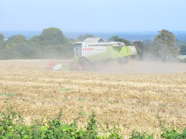 File:Grain Harvest above East Clandon - geograph.org.uk - 975068.jpg