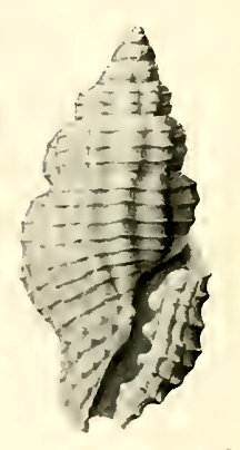 <i>Hemilienardia hersilia</i> Species of gastropod