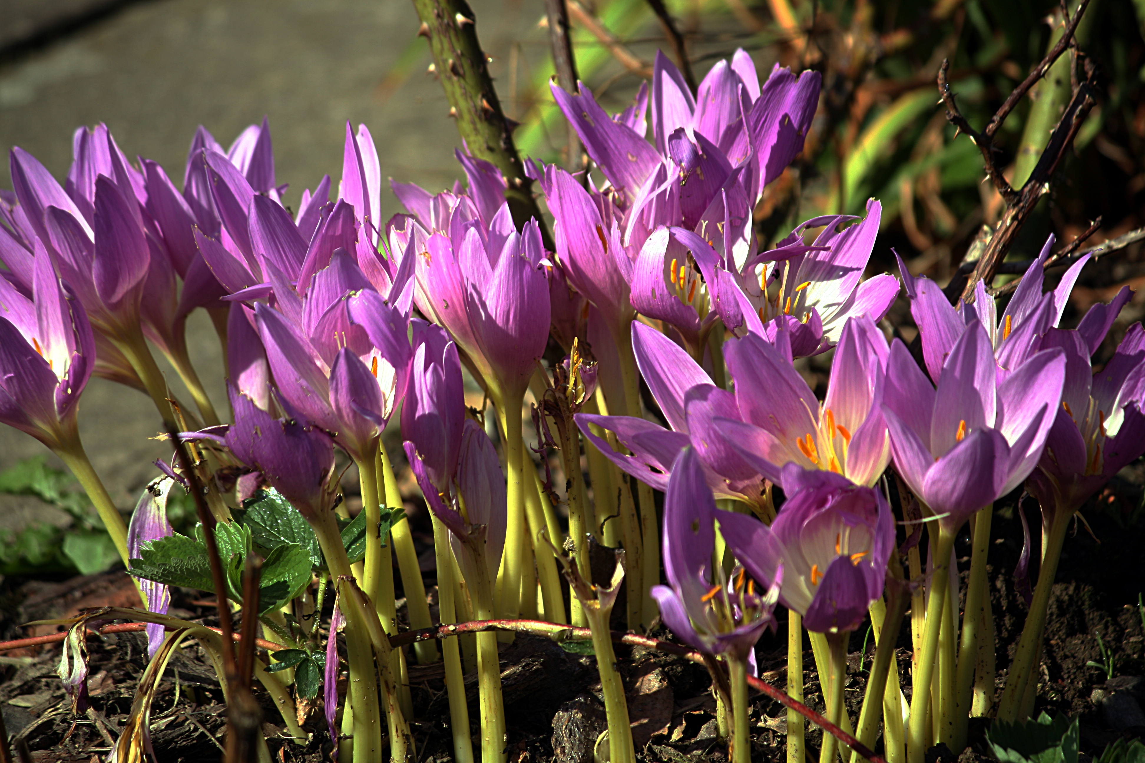 Безвременник осенний. Безвременник осенний Colchicum autumnale. Безвременник Арлекин. Колхикум безвременник. Безвременник анкарский.