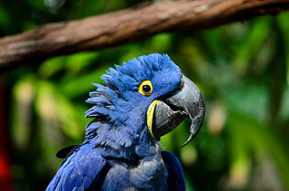 File:HyacinthMacaw.jpg