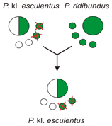 File:Hybridization in green frogs RE.gif