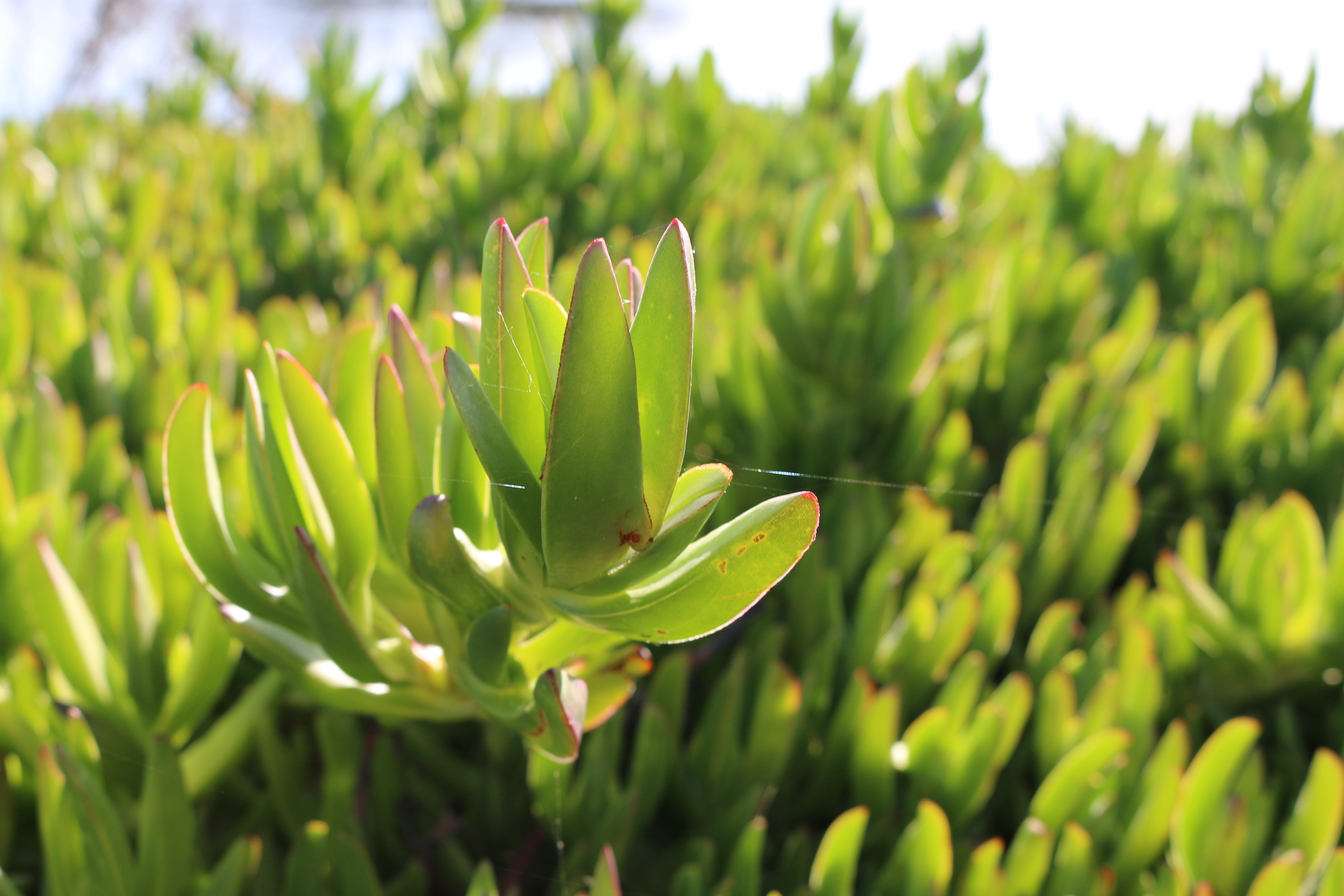 Ice plant. Invasive Plants.