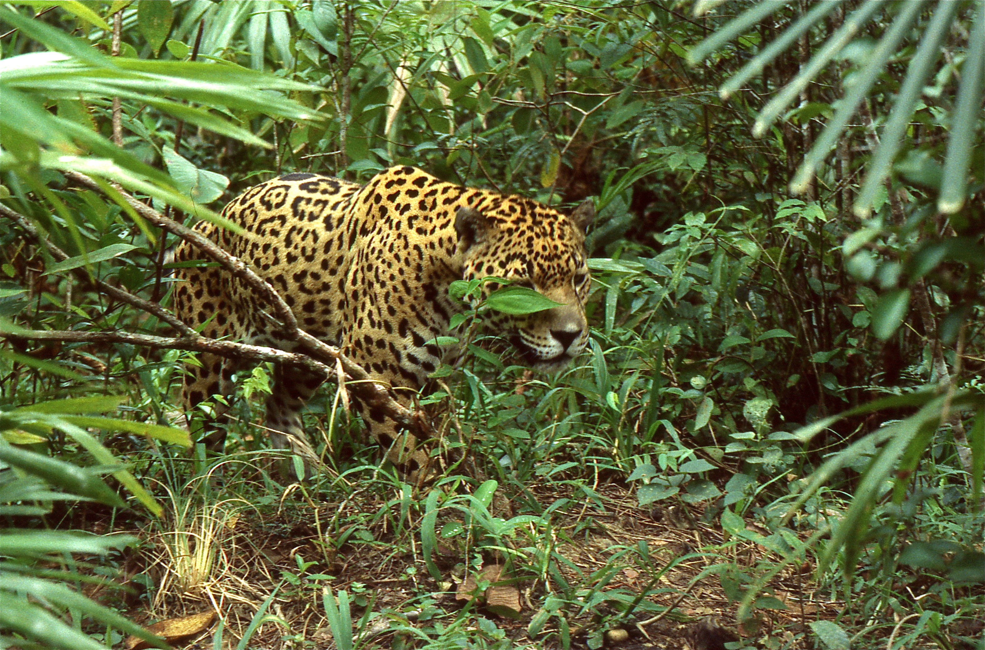 Jaguar (Panthera onca) (21646462824).jpg