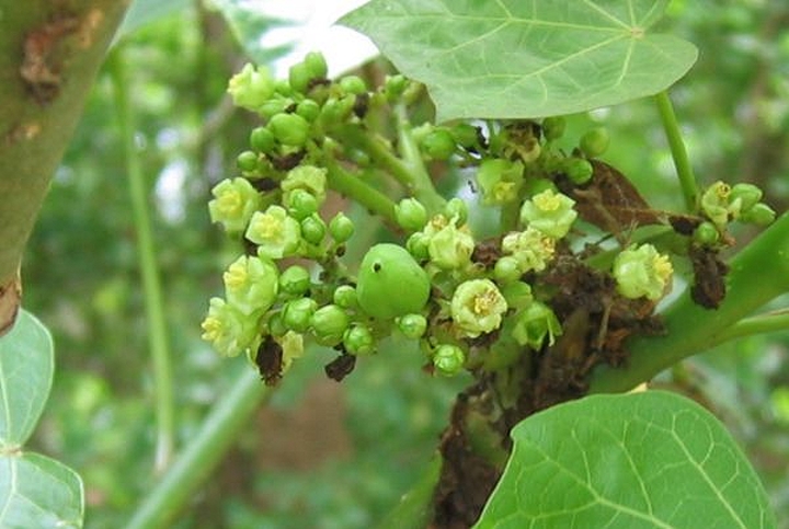 File:Jatropha curcas3 knodt.jpg