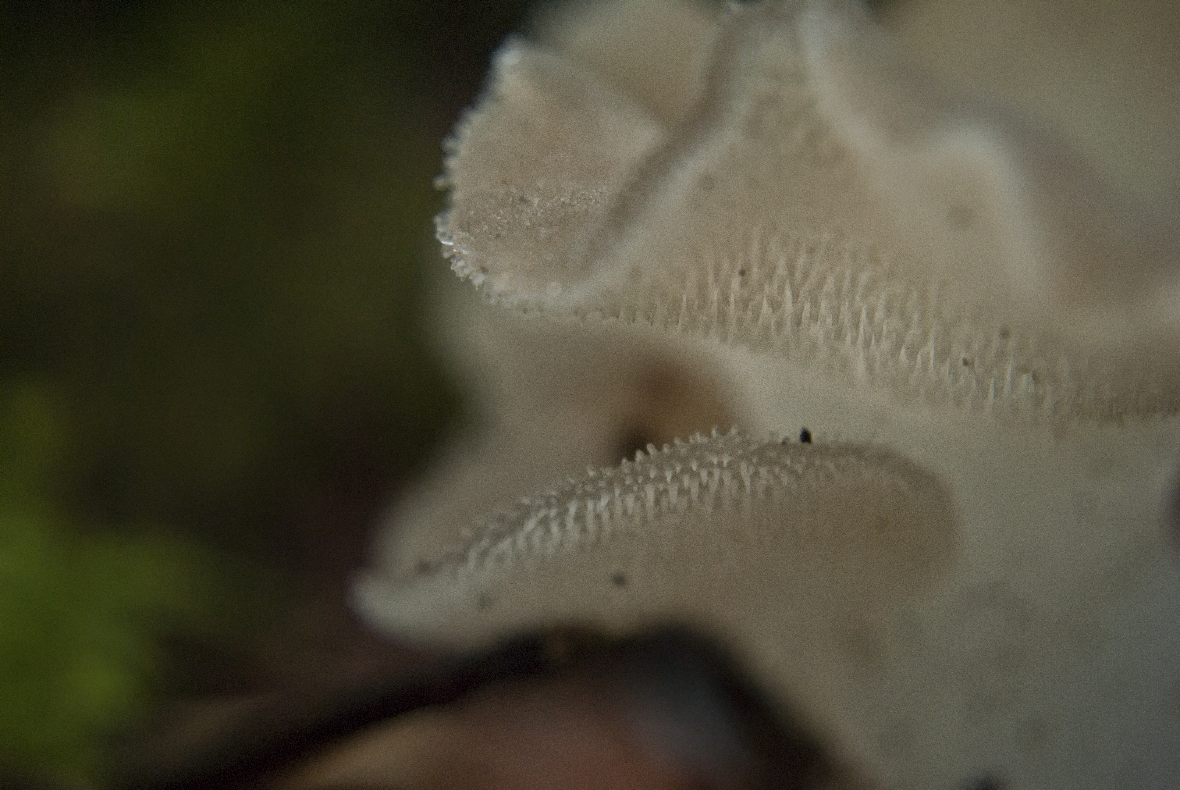 Jelly tooth, Pseudohydnum gelatinosum (8720875920).jpg