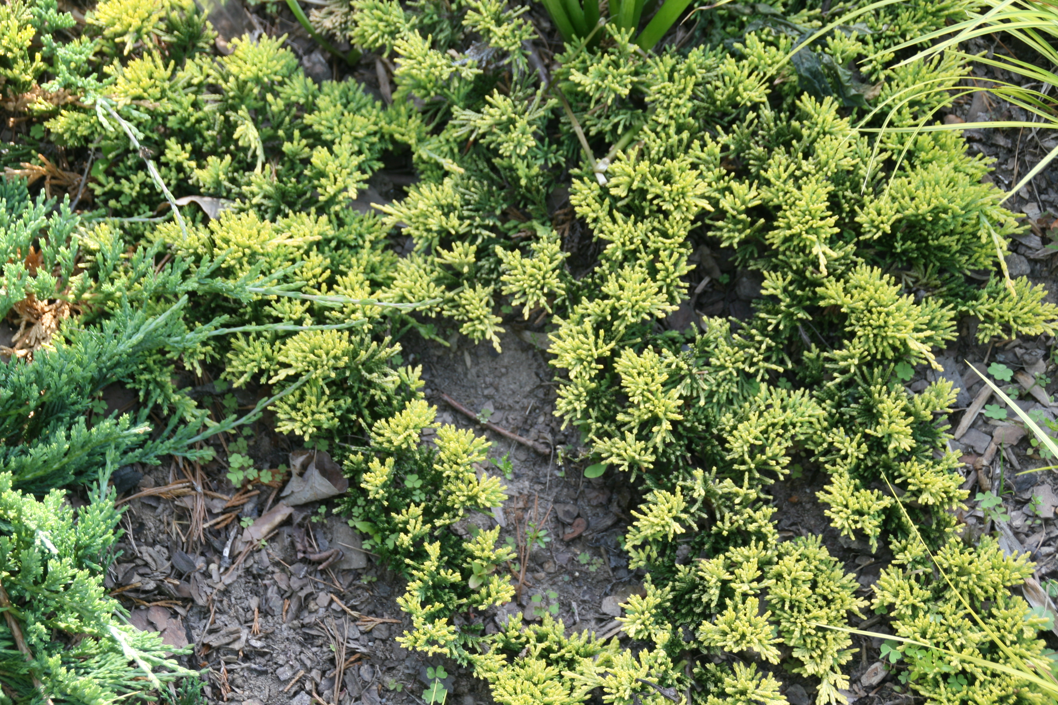 Juniperus hor. 'Mother lode'