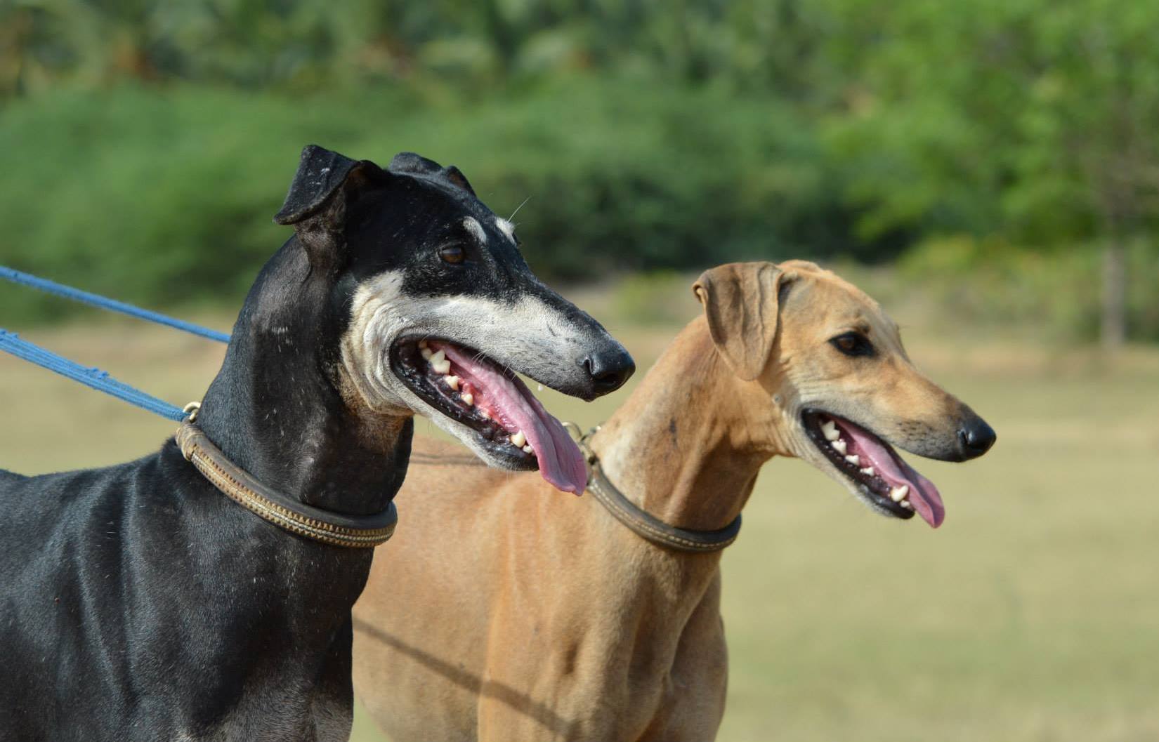 Rajapalayam deals kanni dog