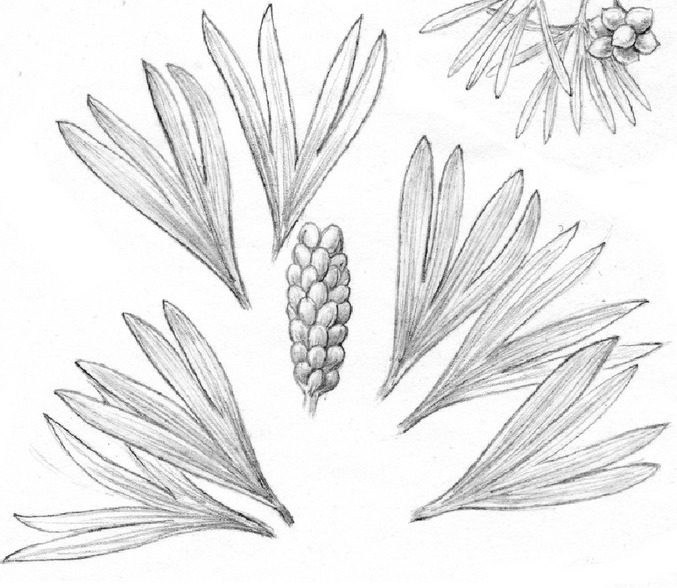 File:Karkenia henanensis.jpg