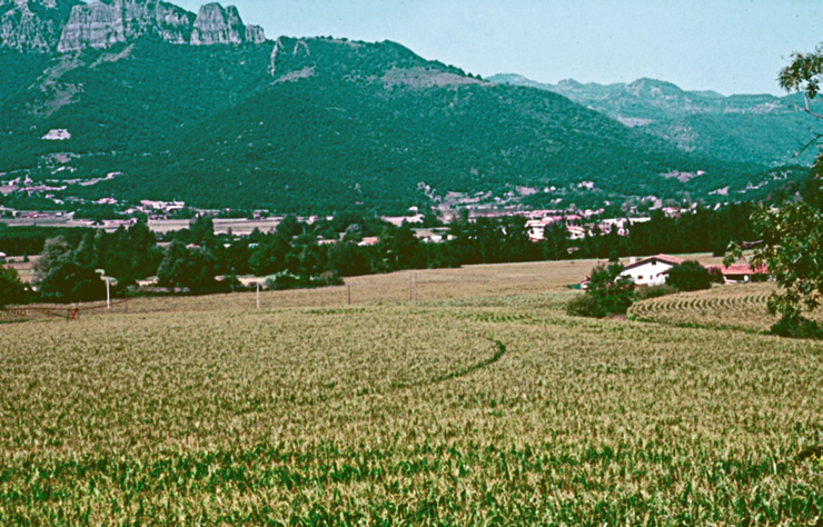 File:Les Plantes Cultivades. Cereals. Imatge 63.jpg