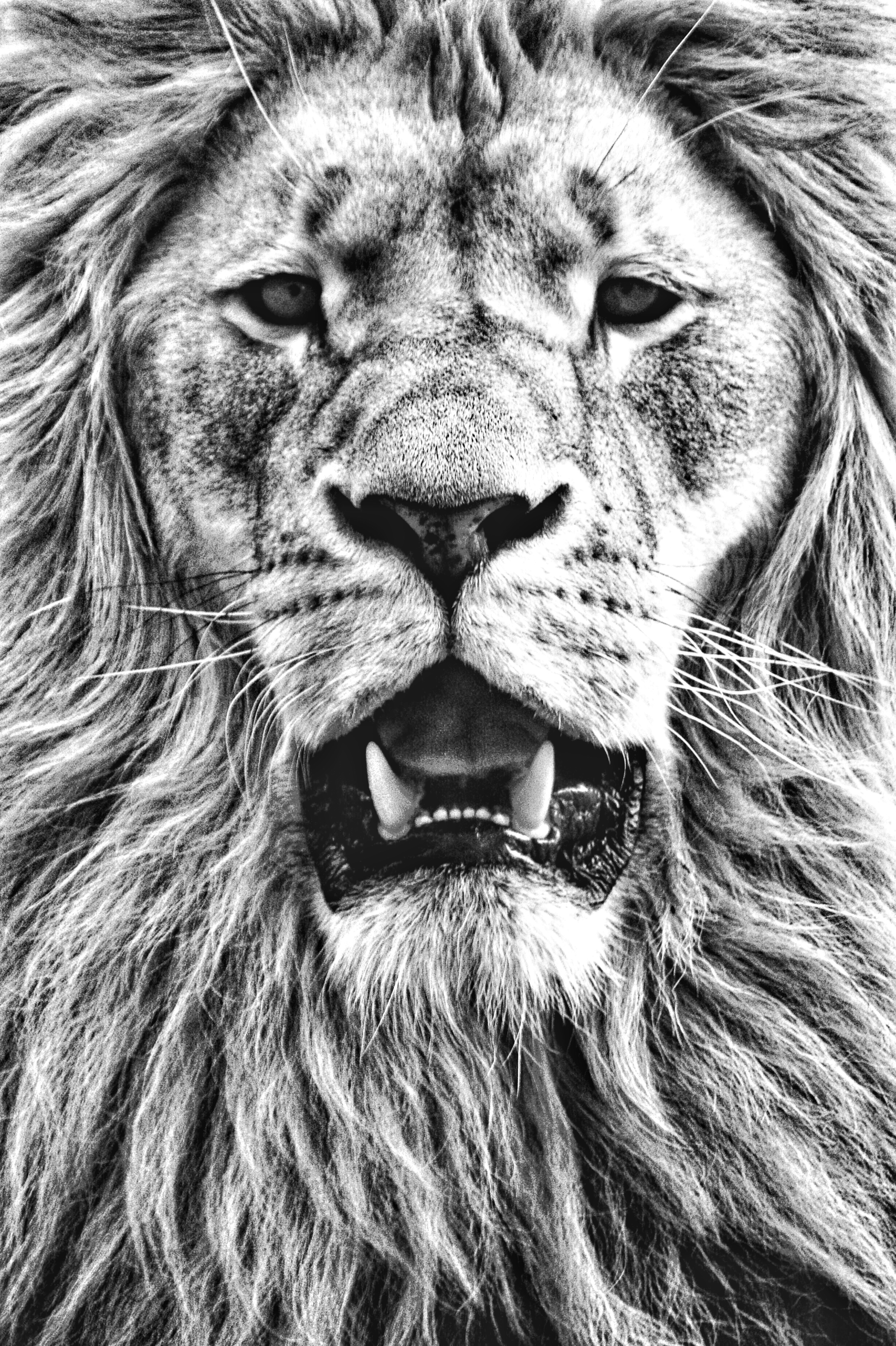 lion close up