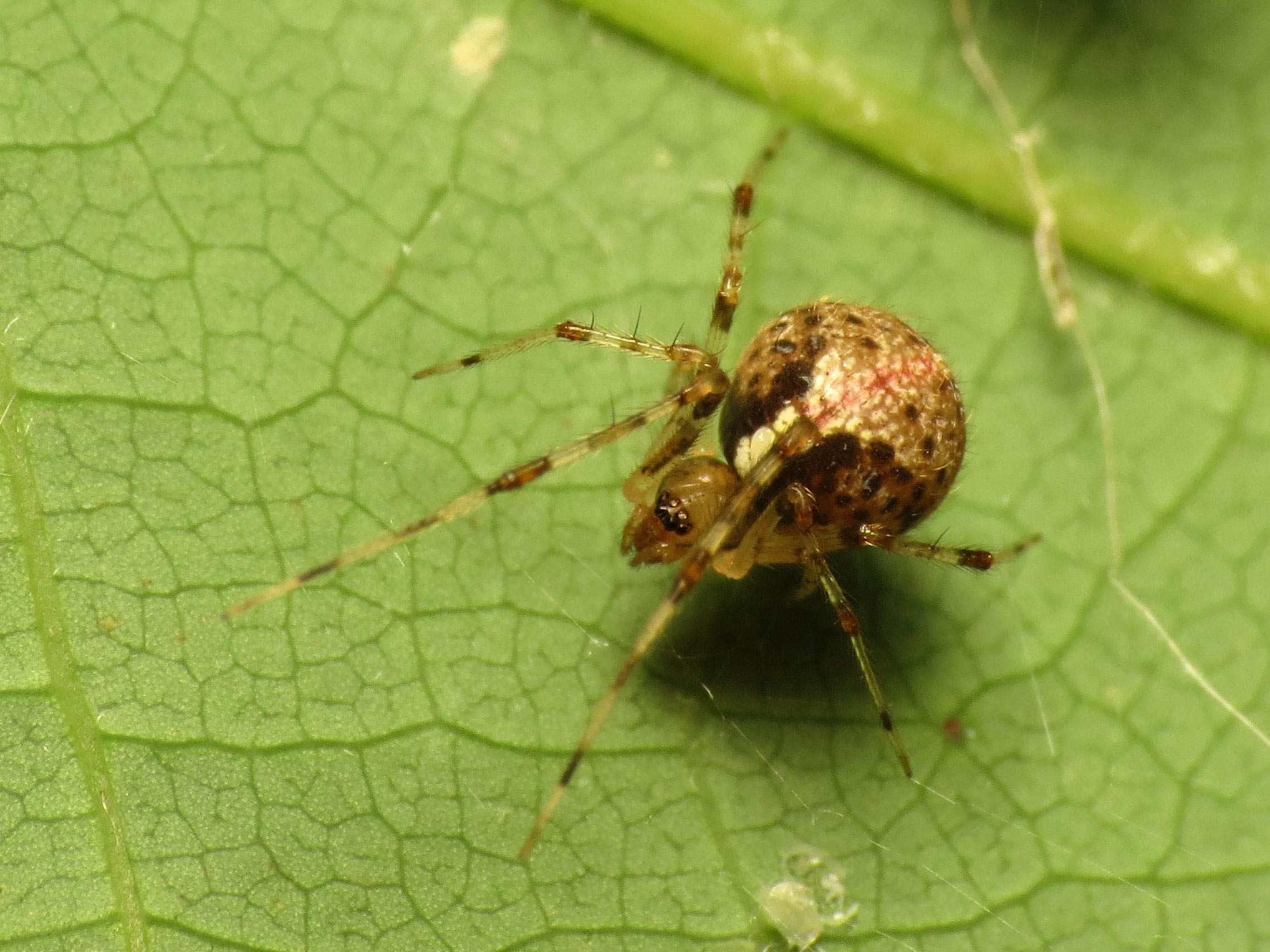 Little Cobweb Spider - Flickr - treegrow.jpg Yunohamella lyricaRock Creek Park, Washington, DC, USA Date 1 August 2015, 11:28 Source Little