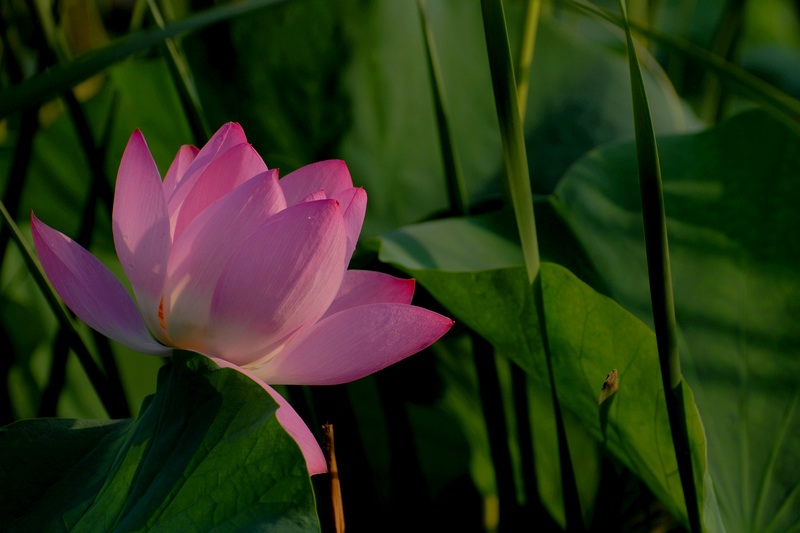 File:Lotus2 zhaoyang.jpg