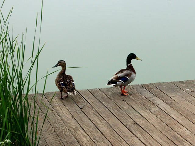 File:Mallards on Stockton reservoir - geograph.org.uk - 1302811.jpg