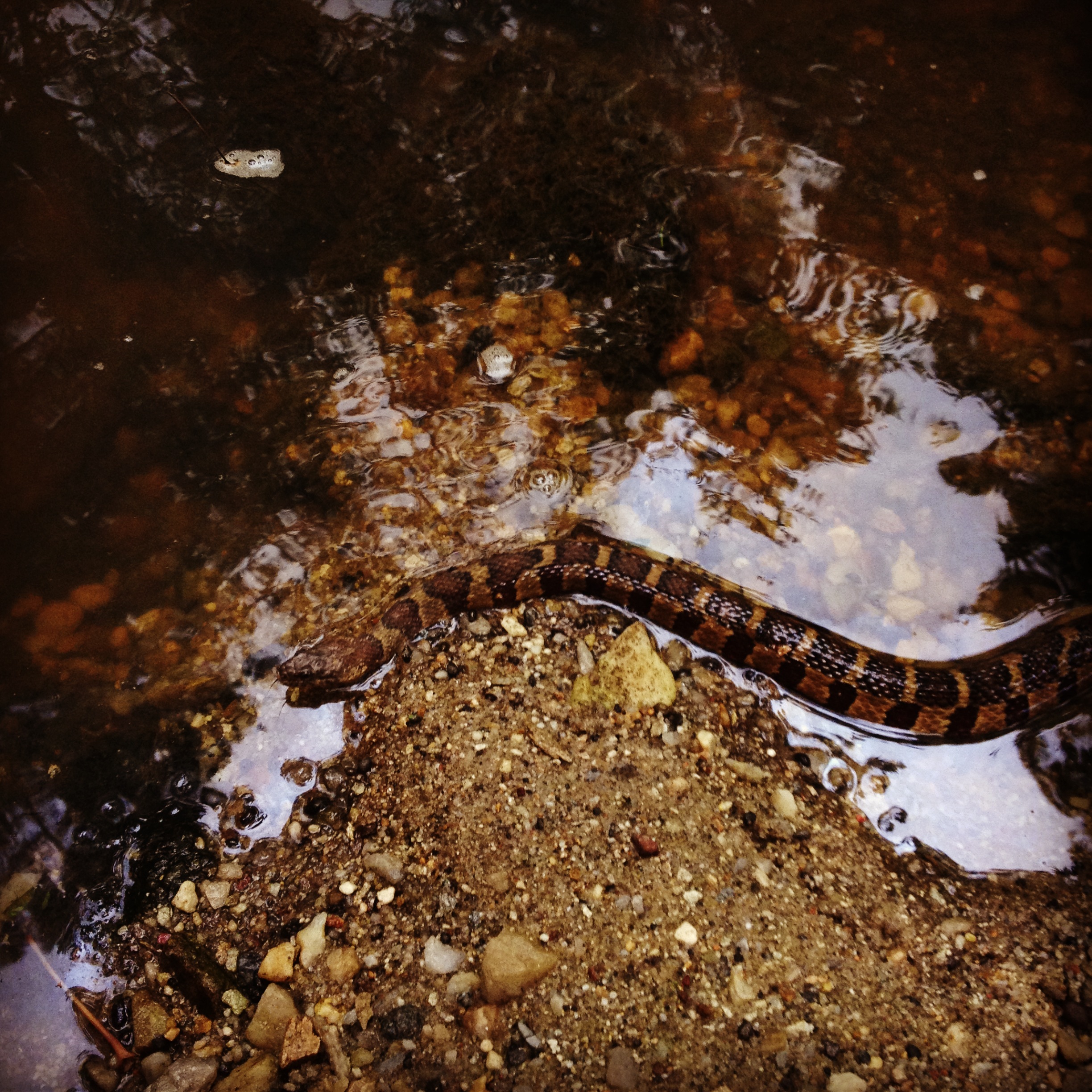 midland brown snake missouri