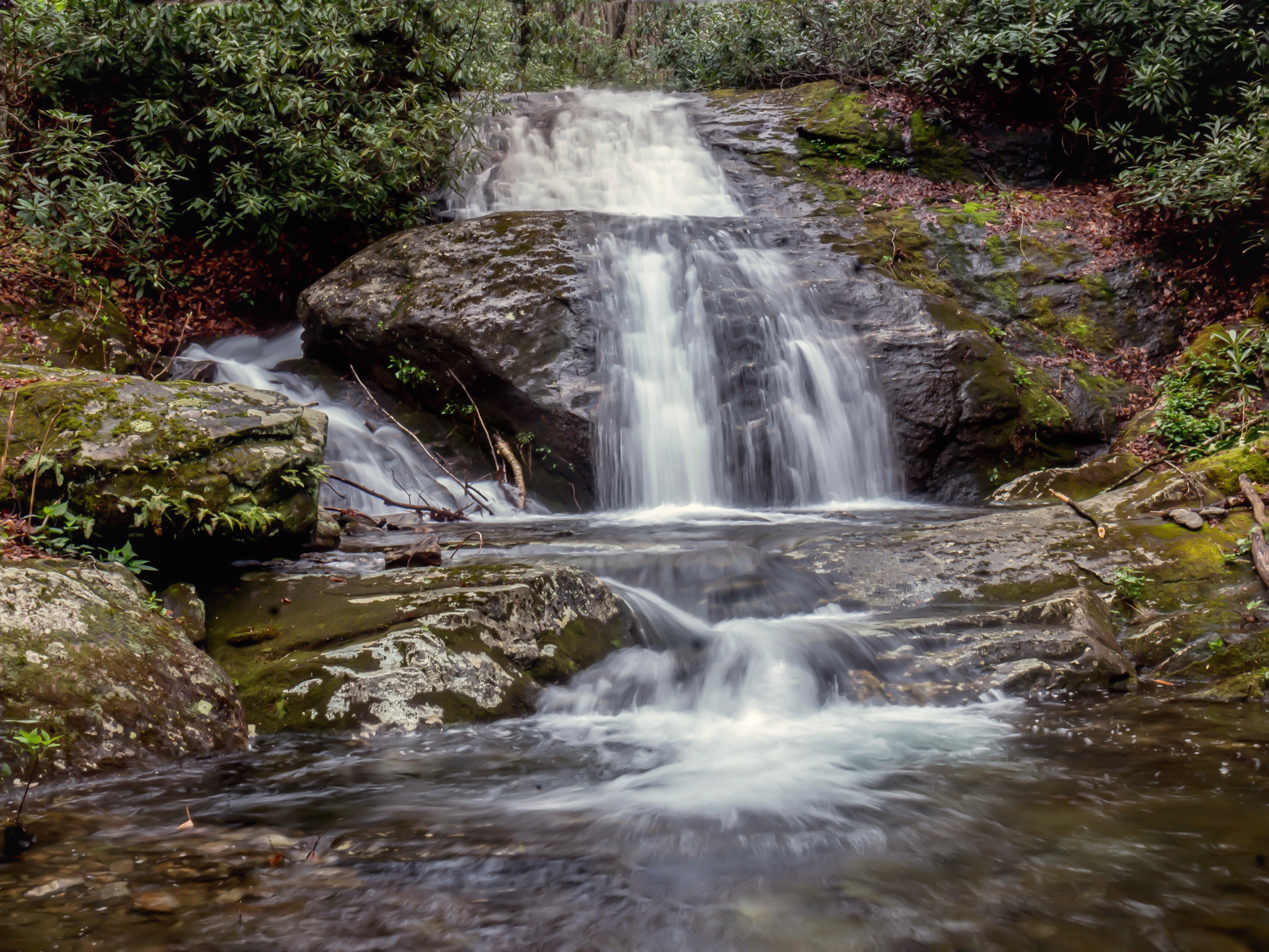 Pisgah National Forest