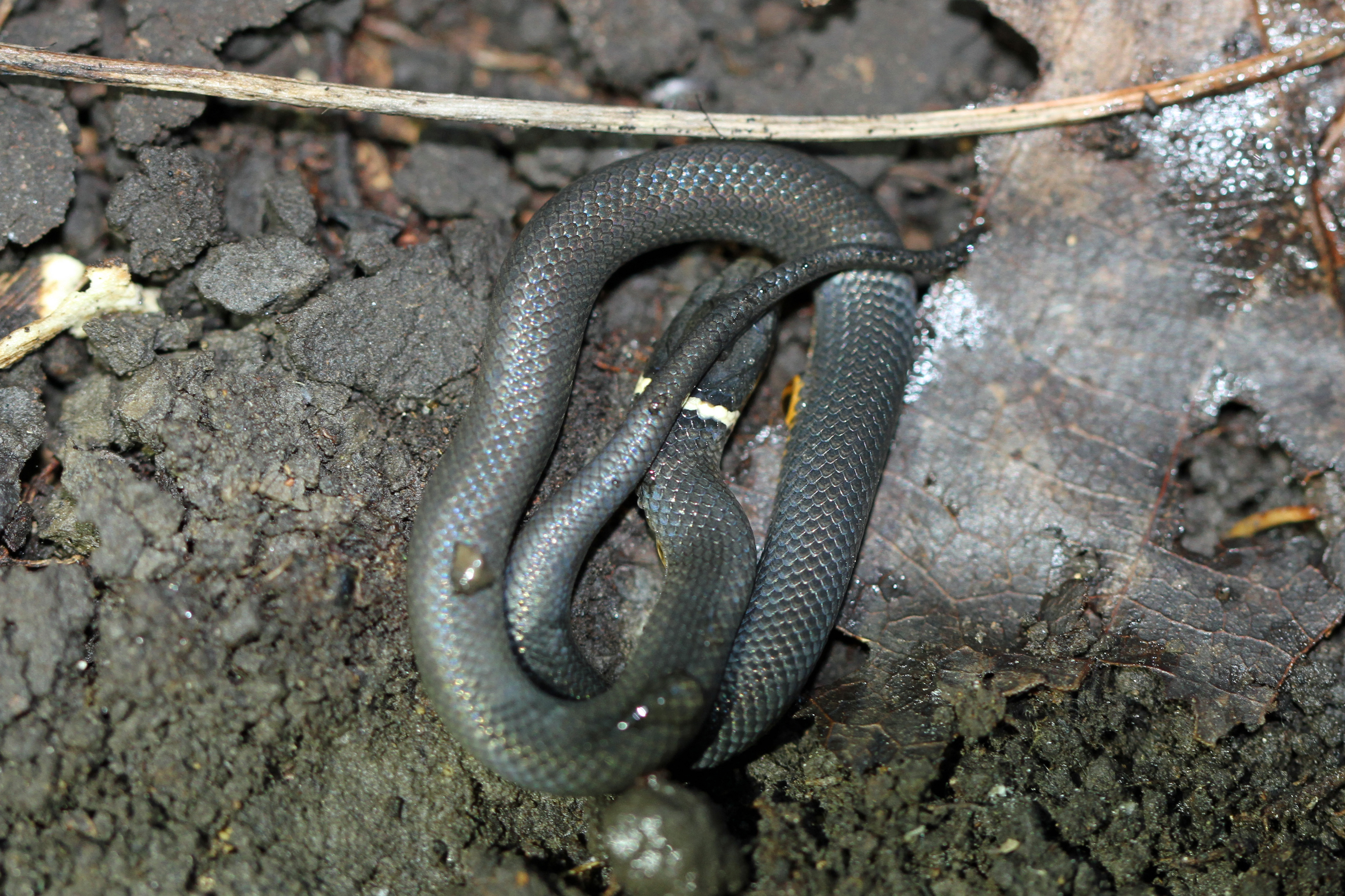 Ring-necked snake - Wikipedia