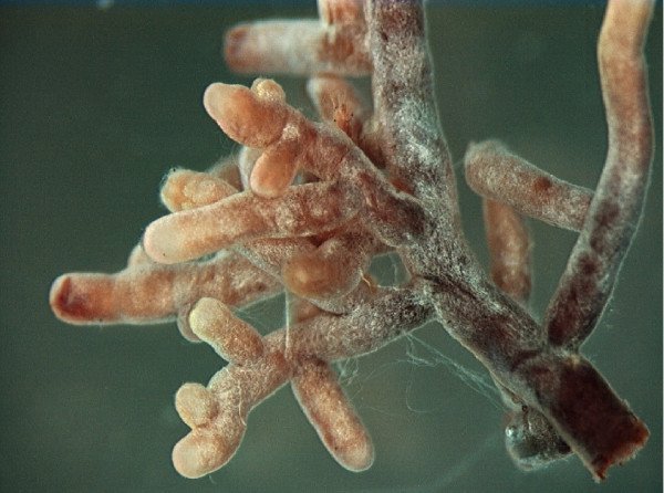 Микориоза эндотрофная (источник Википедия)