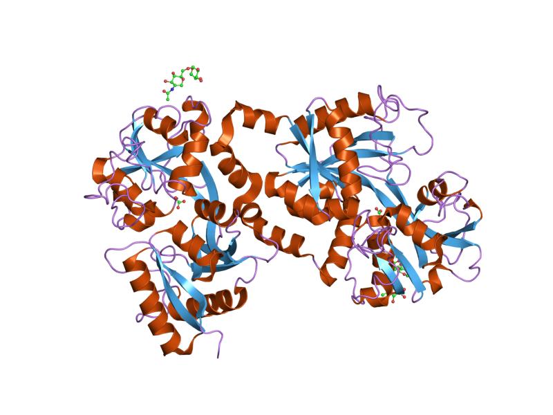 File:PDB 1lfg EBI.jpg