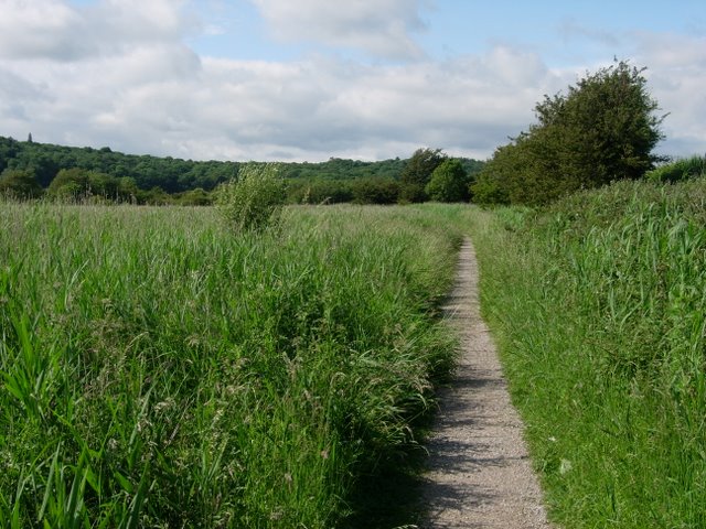 File:Path through reeds - geograph.org.uk - 495567.jpg