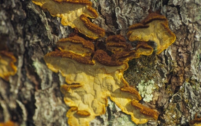 File:Phellinus pini.jpg