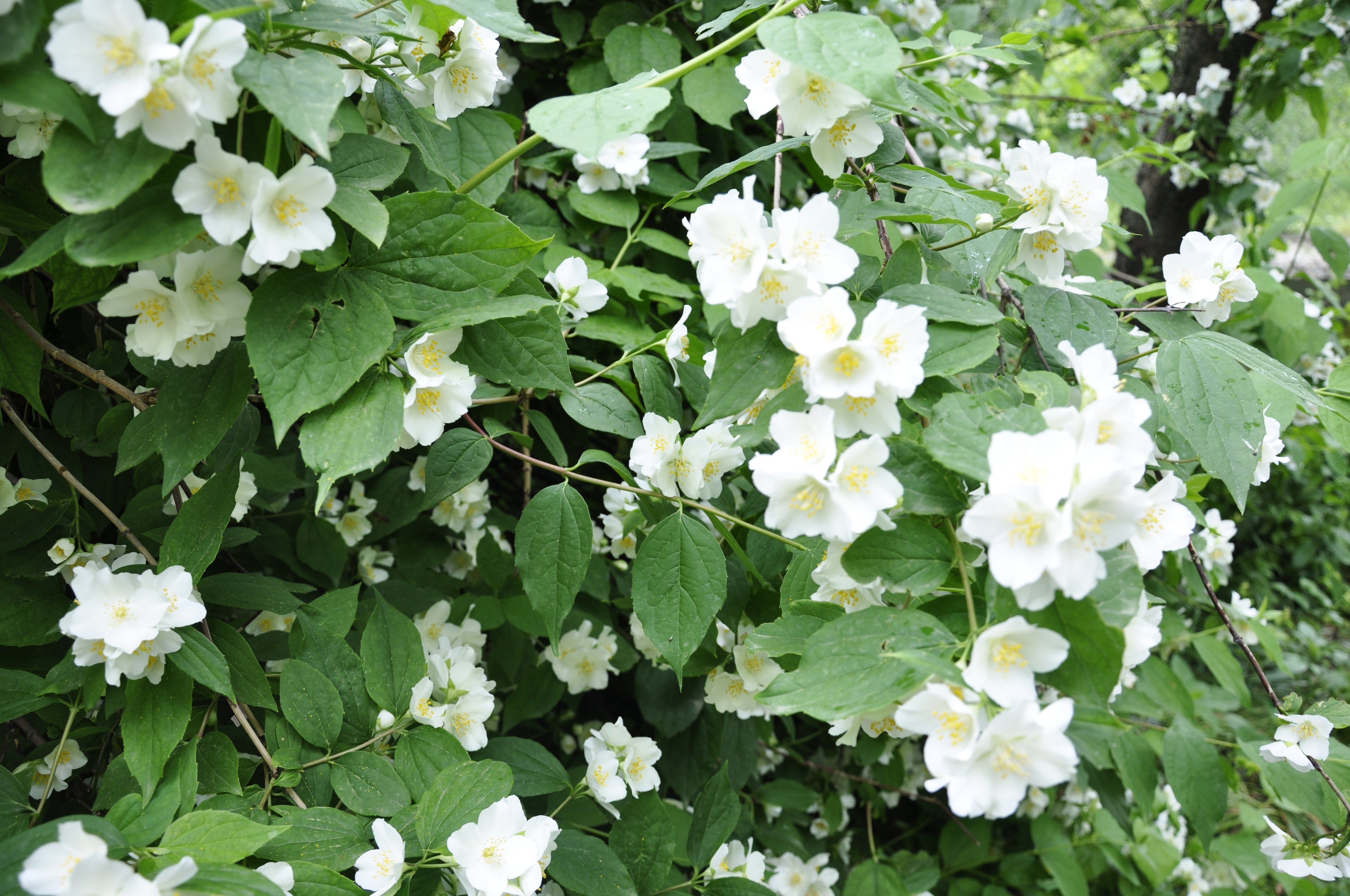 Philadelphus coronarius. Чубушник Старбрайт. Чубушник Philadelphus coronarius. Чубушник венечный Юннат.