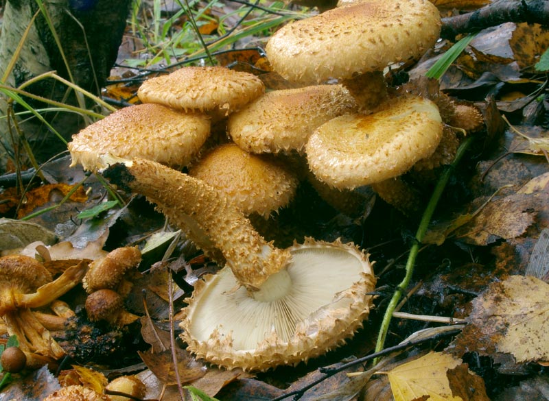 Tập tin:Pholiota squarrosa2.jpg