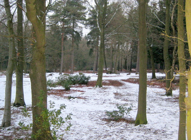 Picnic Area in the Woods - geograph.org.uk - 2819285