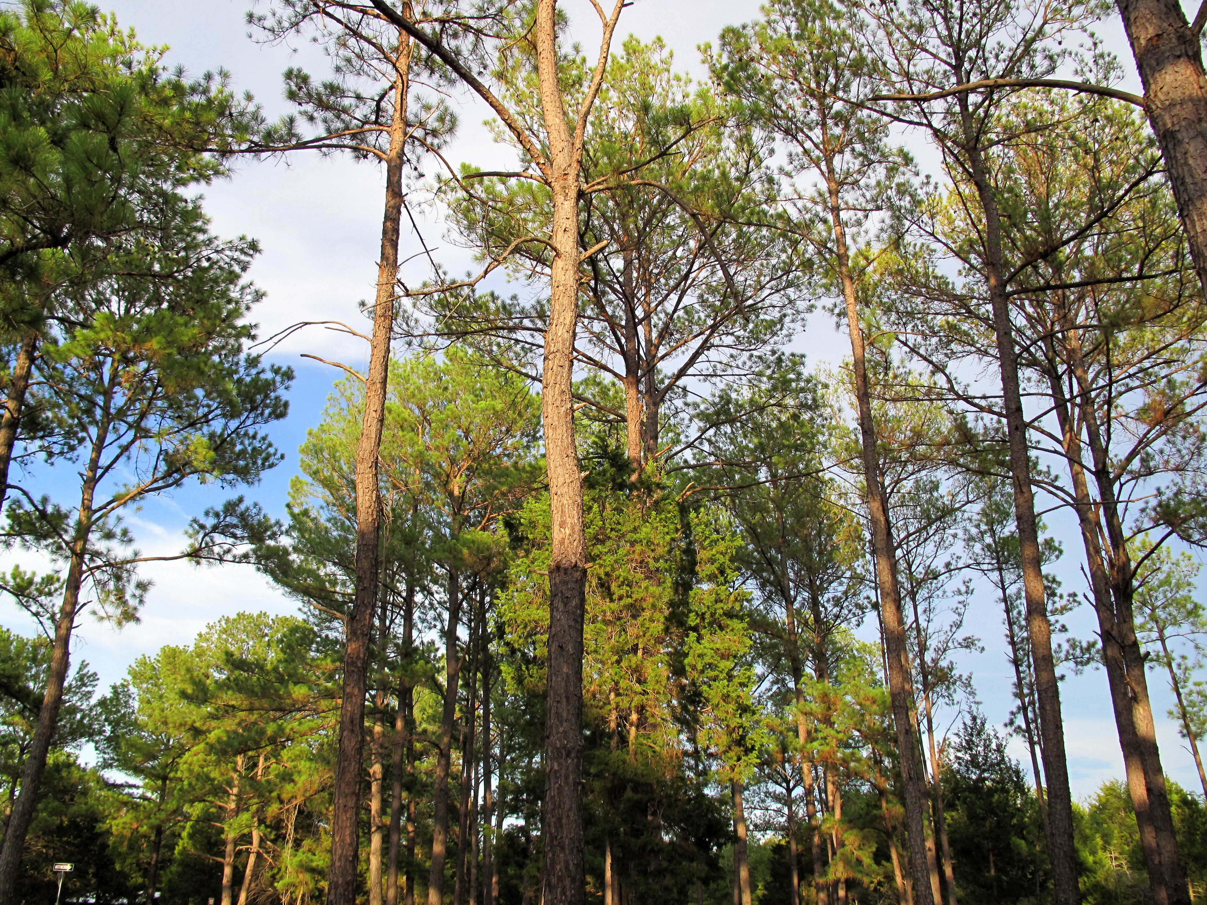 loblolly pine forest