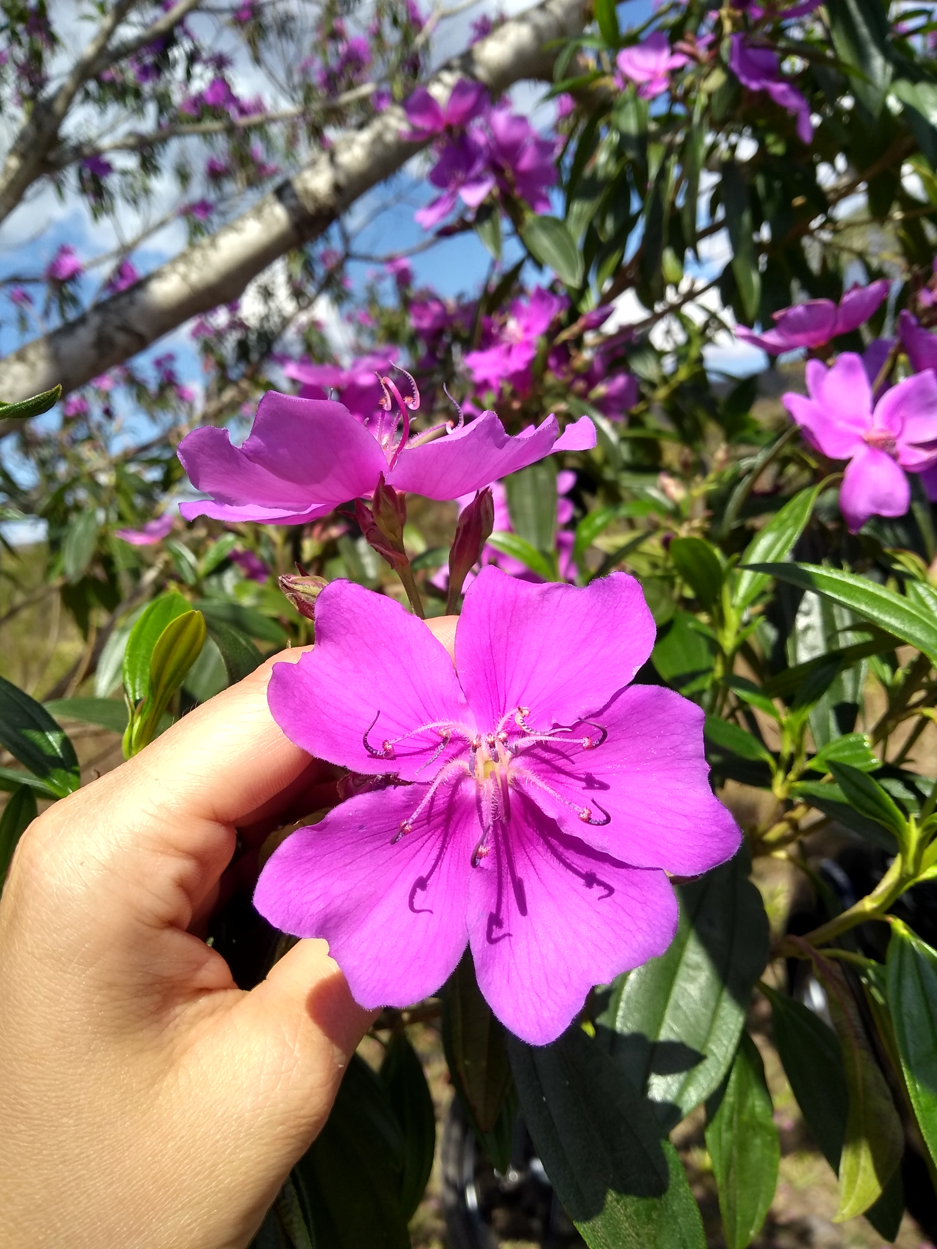 Tibouchina – Wikipédia, a enciclopédia livre