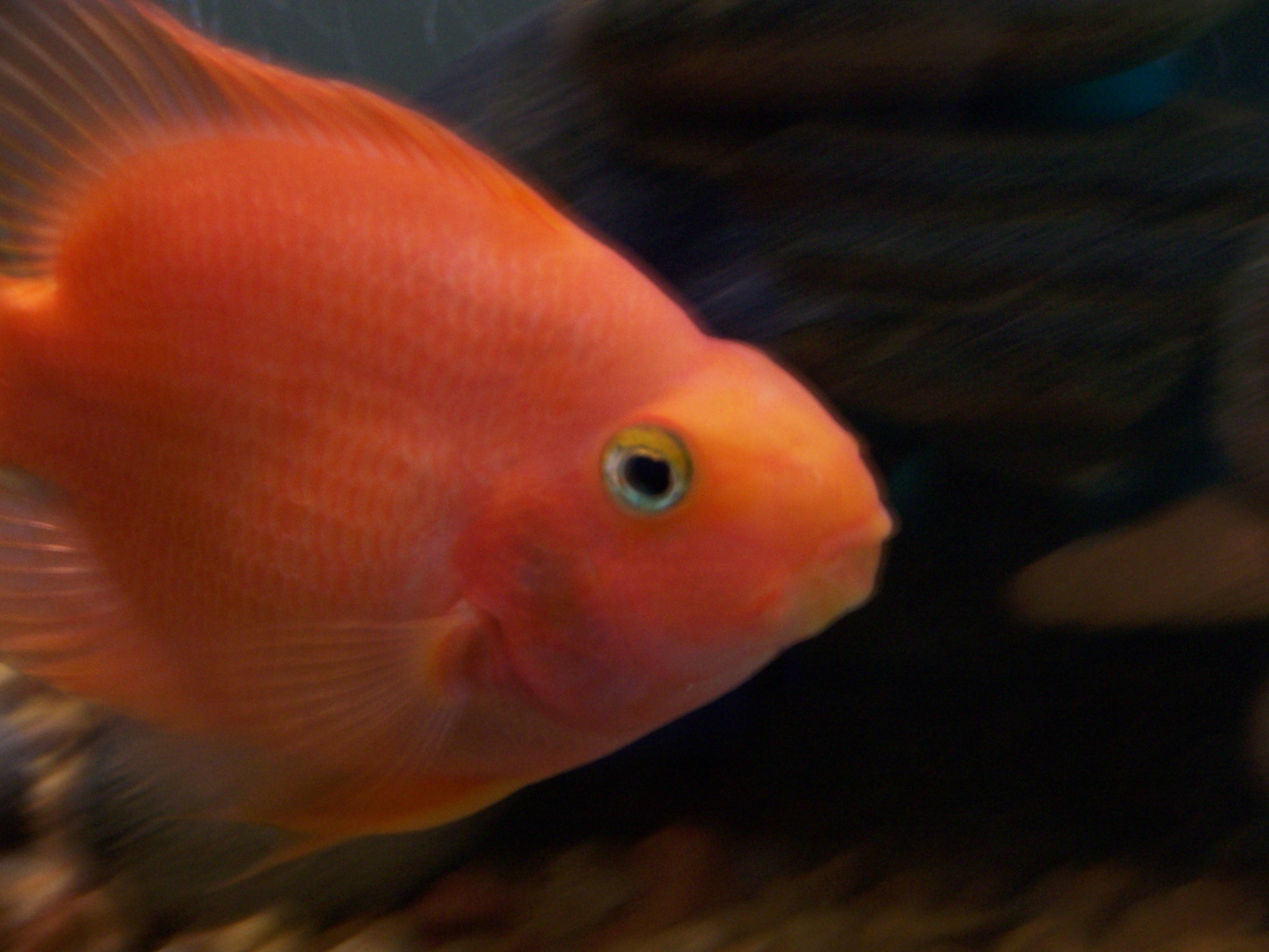 orange parrot fish