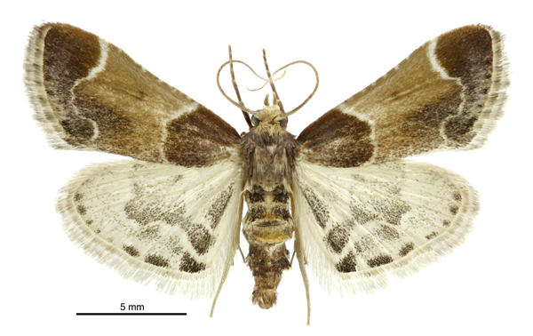 File:Pyralis farinalis male.jpg