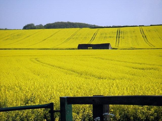 File:Rape Seed field outside Polebrook - geograph.org.uk - 683710.jpg