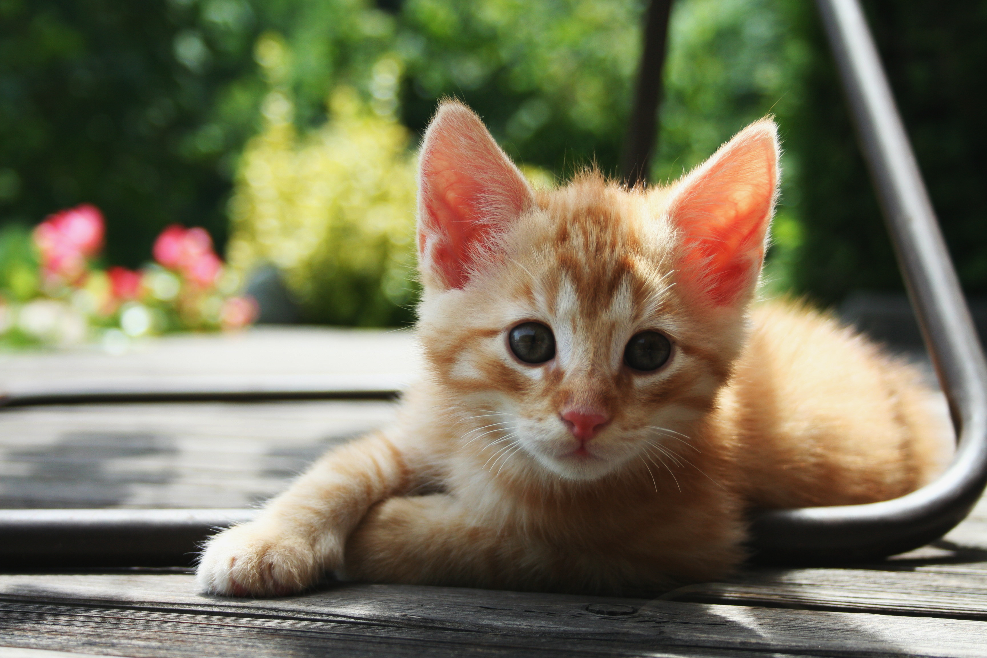 Kitten - Wikipedia