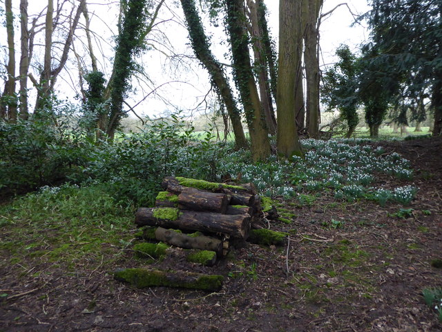 File:Snowdrops at Warnford (II) - geograph.org.uk - 4827075.jpg