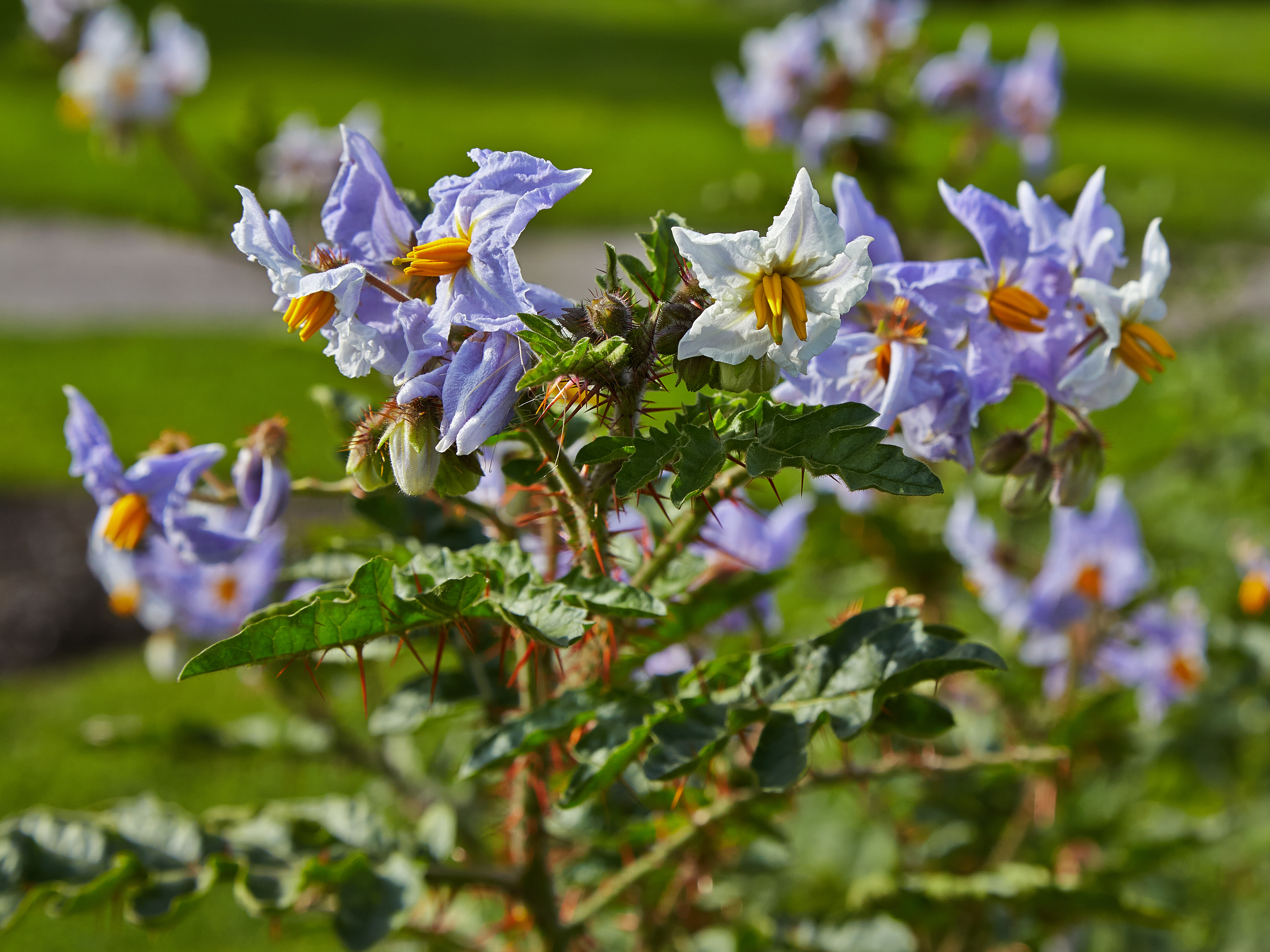 Solanum sisymbriifolium DSC09041(1) Planta do joá-bravo, j…