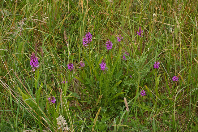 File:Southern Marsh Orchid (Dactylorhiza praetermissa) - geograph.org.uk - 1384878.jpg